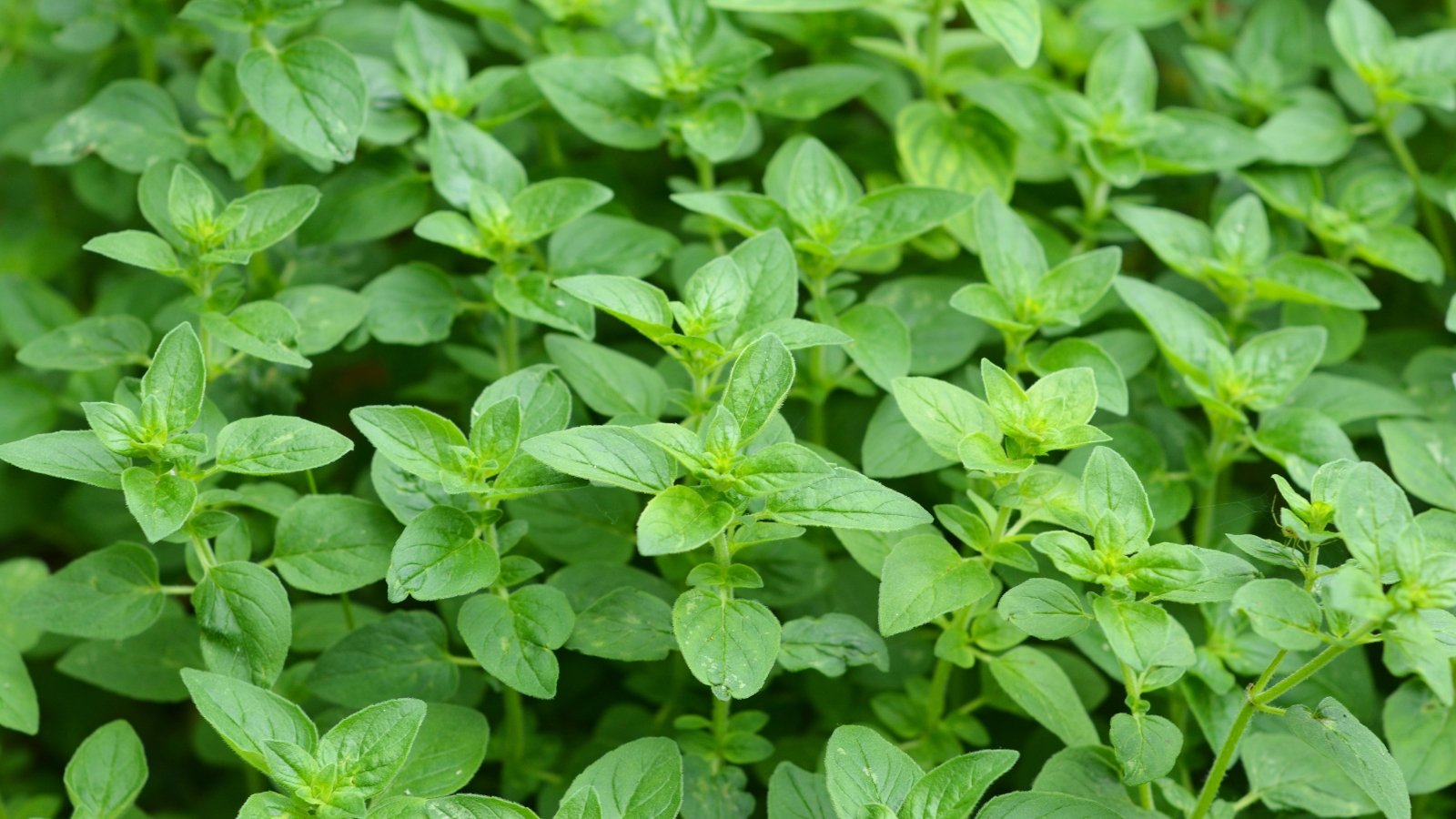 Small, oval leaves with a rich green color and a slightly fuzzy texture on branching stems.
