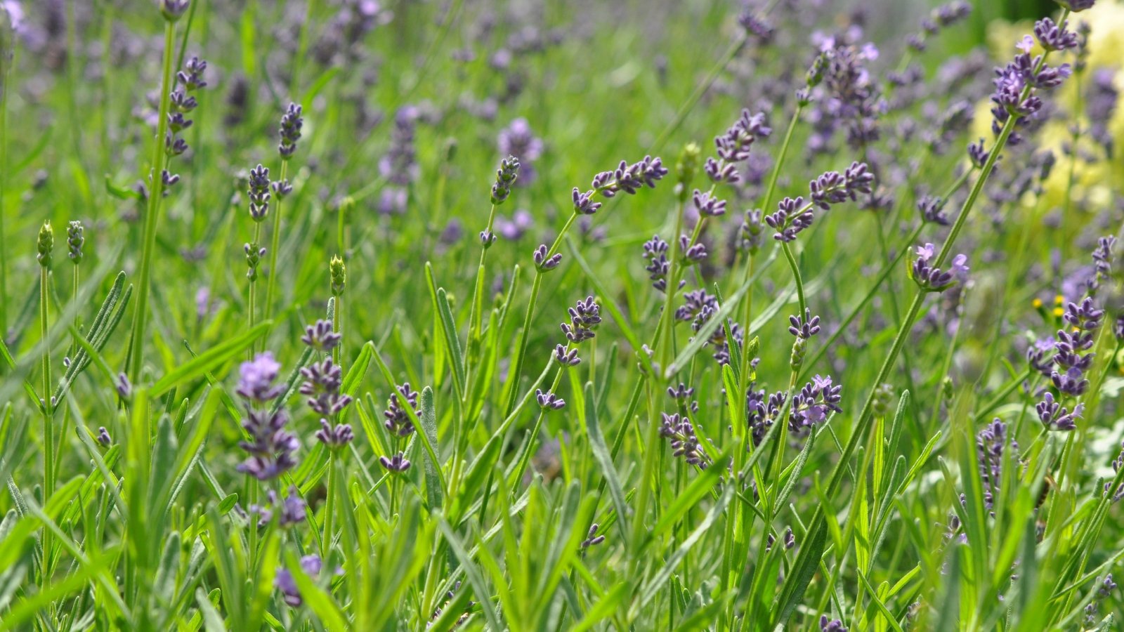 Narrow, gray-green leaves with a slightly silvery look, offset by tall spikes of purple flowers.