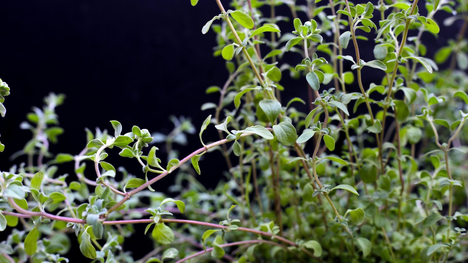 Oval, soft-textured leaves with a pale green color, growing on thin, branching stems.
