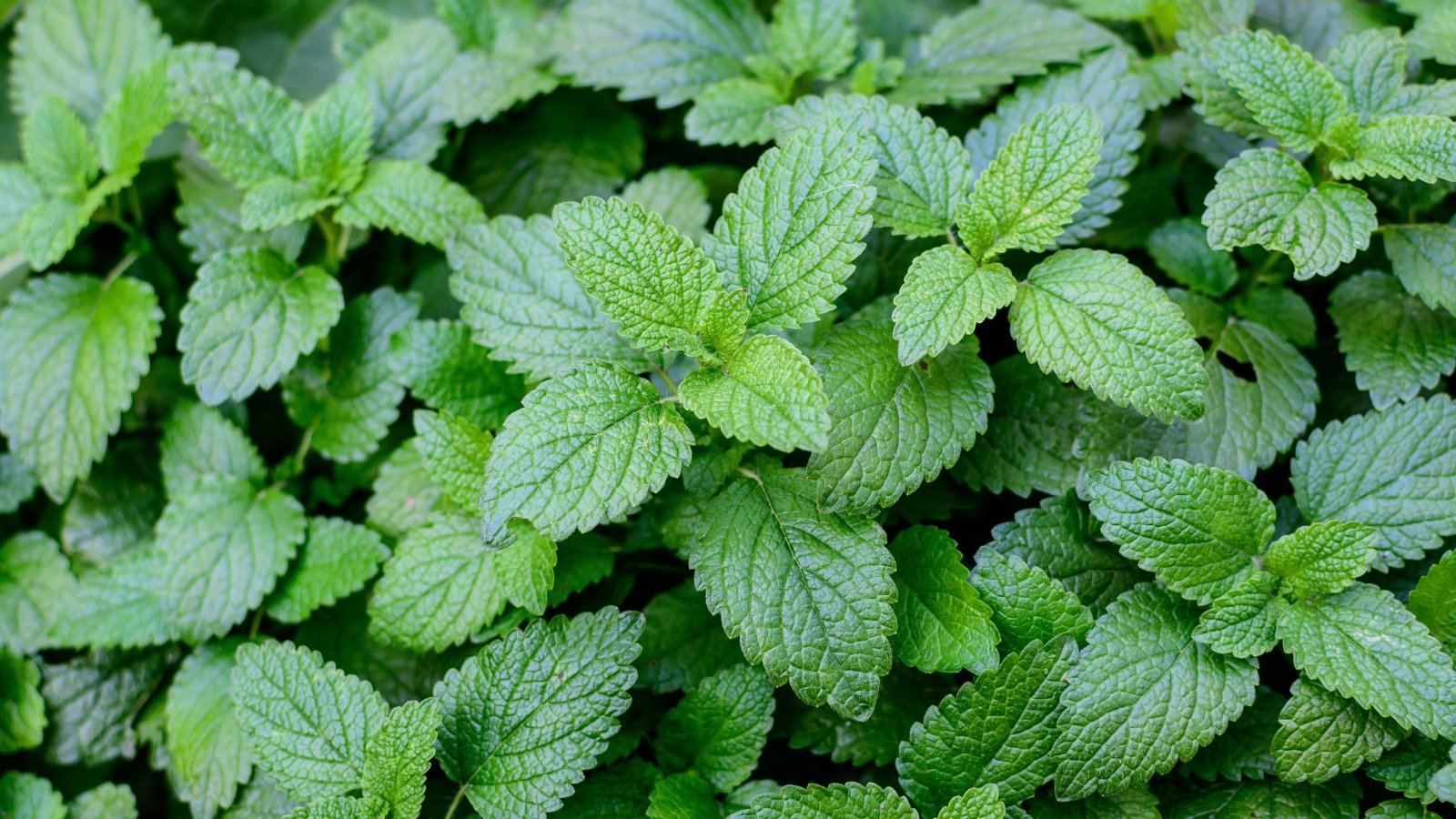 Heart-shaped, bright green leaves with serrated edges and a lemony scent on sturdy stems.
