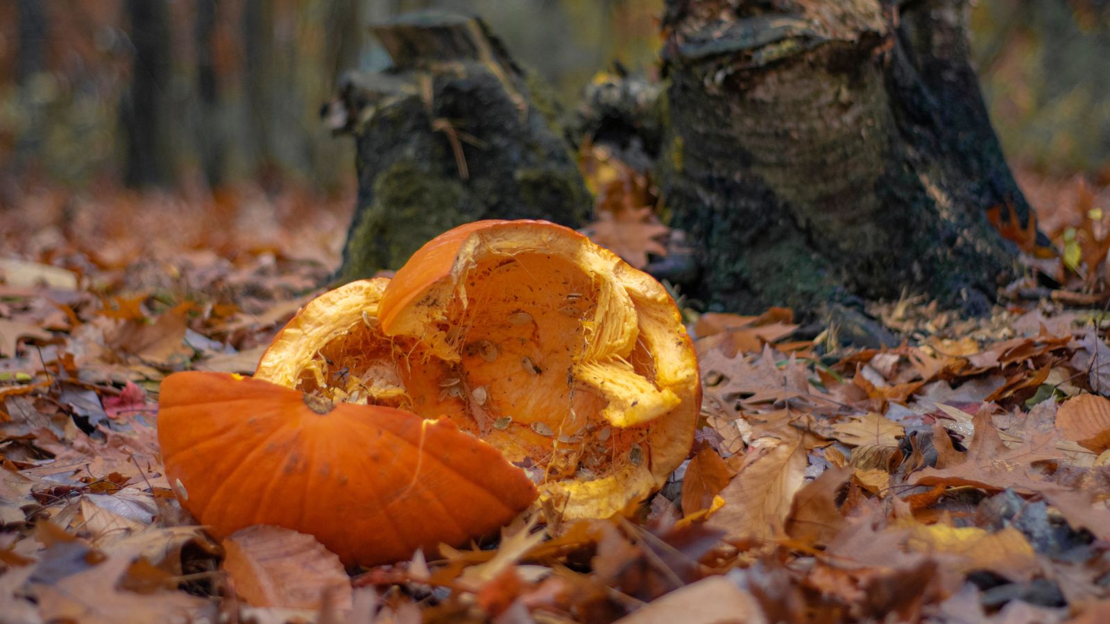A shot of a broken squash left on the ground covered in dead leaves with a tree stump in the background in an area outdoors