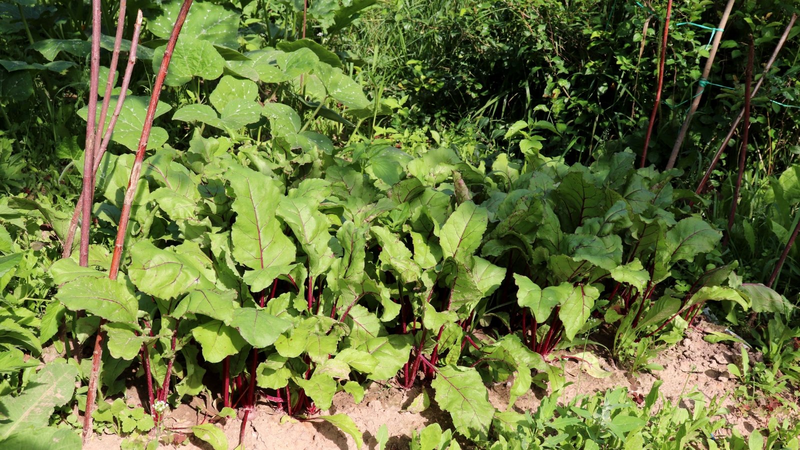 A dense patch of tall green leaves with red stems extending from the ground, planted in neat rows and surrounded by other plants in an open, fertile garden area.