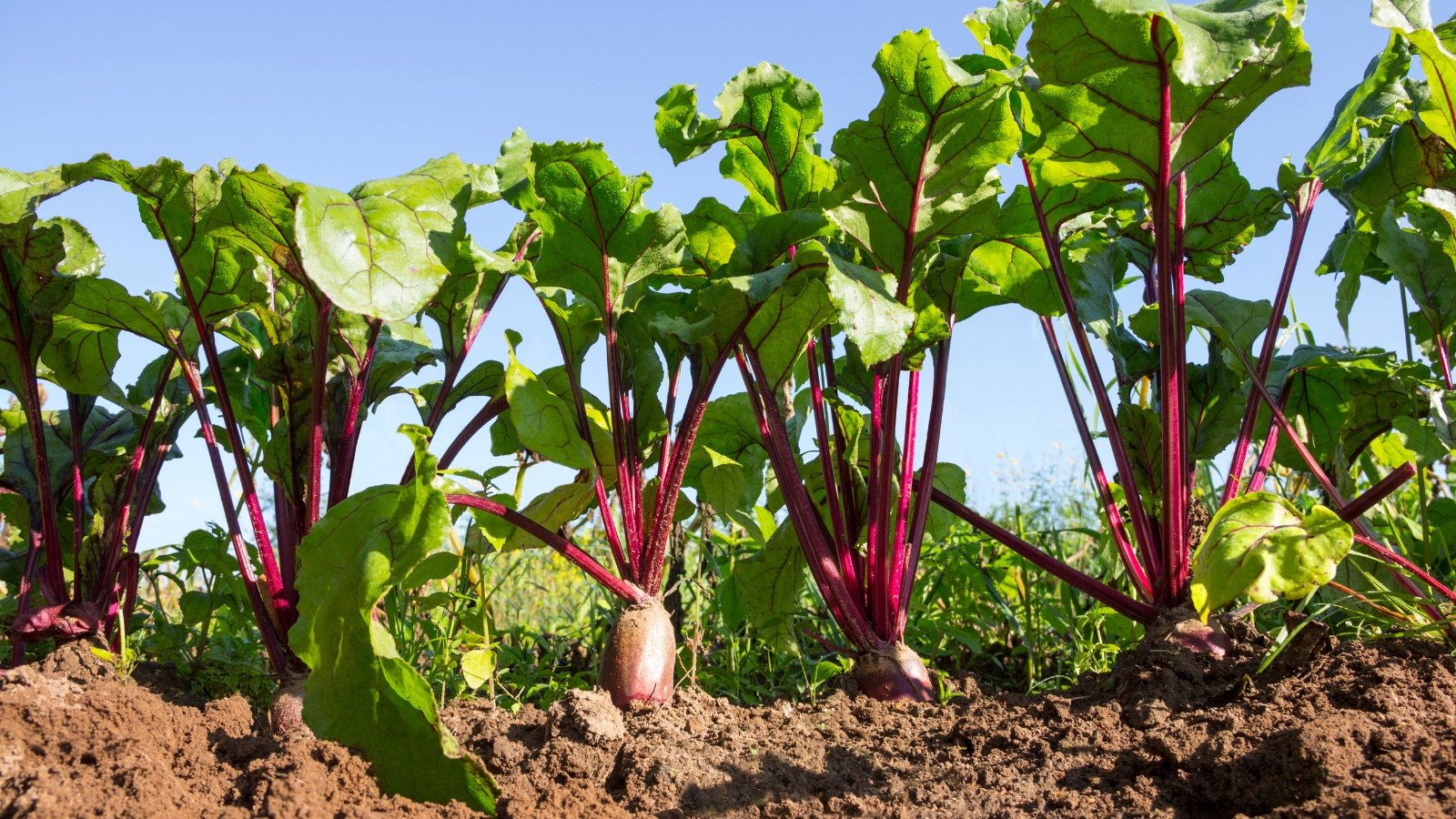 Rows of green leafy plants with red stems rising from dark brown soil, showing healthy growth and organized planting in a well-maintained garden.