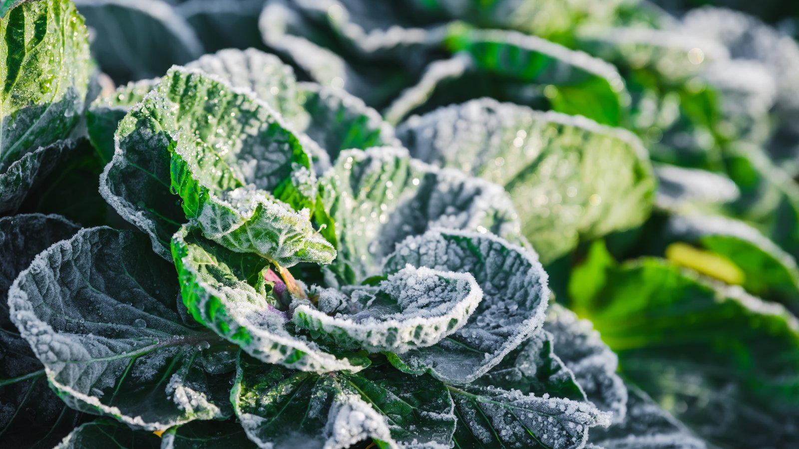 A close-up of crinkled cabbage leaves covered in a light frost, displaying deep green and white hues with delicate textures, surrounded by other leaves and soil.