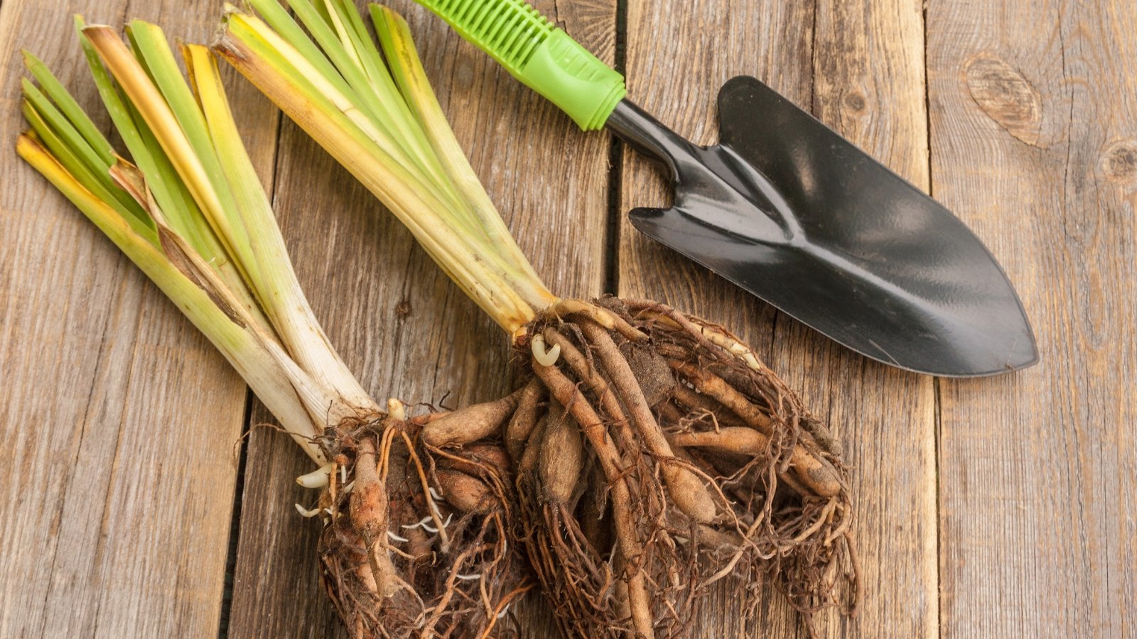 A pile of freshly dug-up plant bulbs with roots exposed rests on a wooden surface, next to a small metal trowel and a pair of bright green gardening gloves.