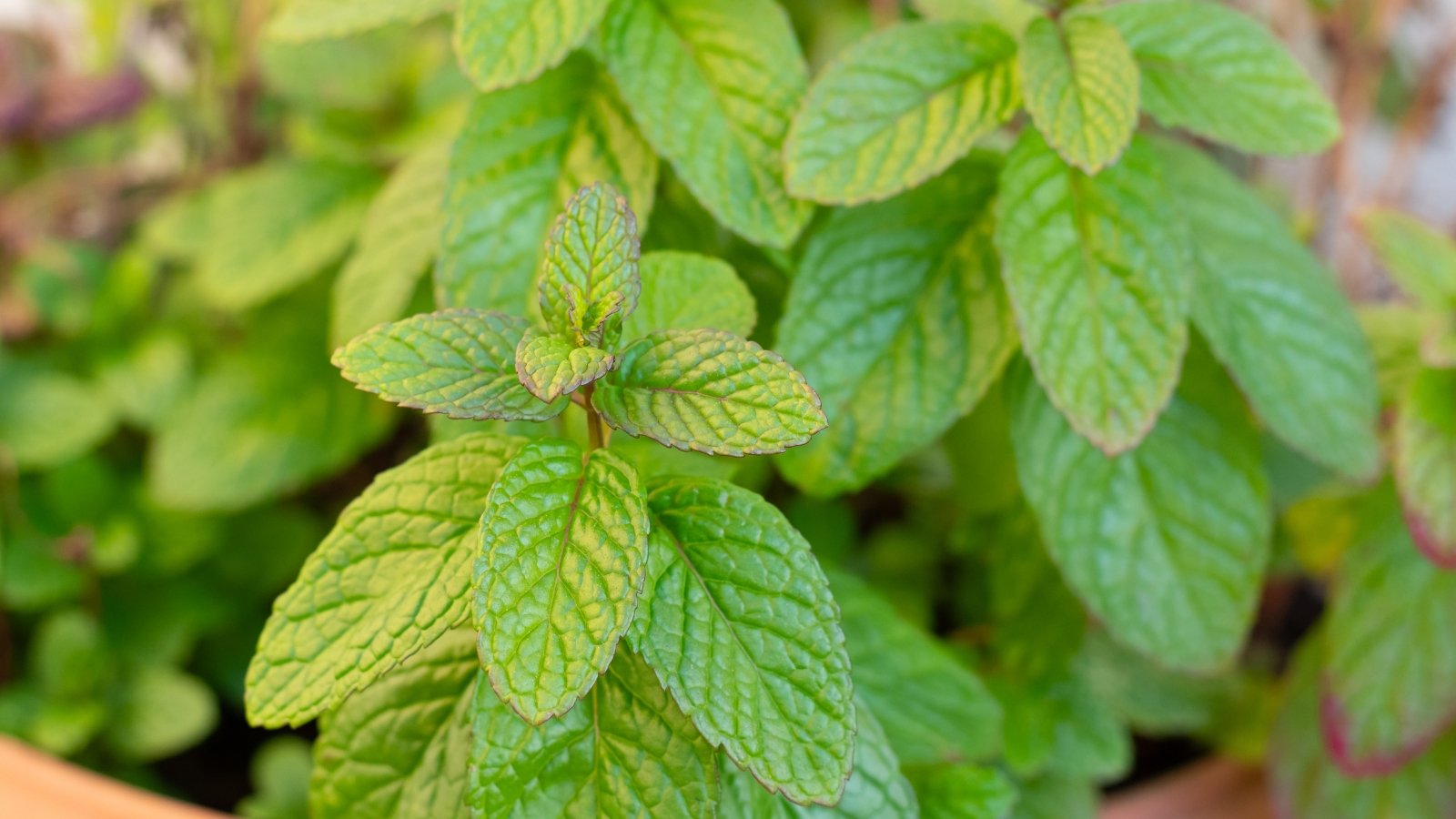 Bright green, slightly fuzzy leaves with a pointed shape and soft serrations, growing in bushy clusters.