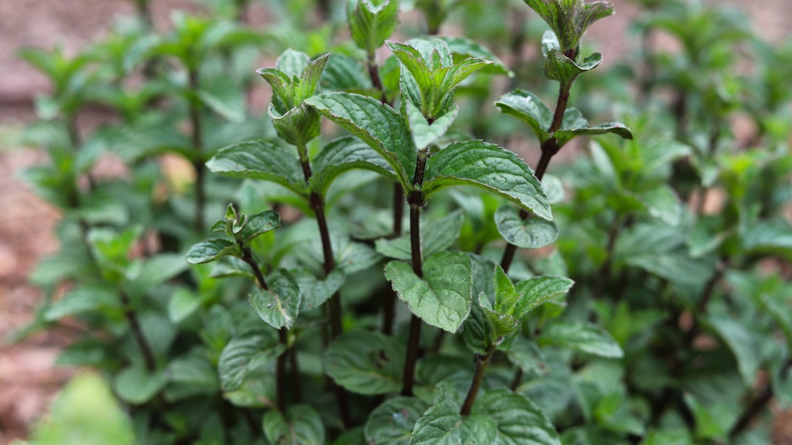 Dark green, almost purple-tinged leaves with a slight chocolate aroma, accented by deep, reddish-brown stems.