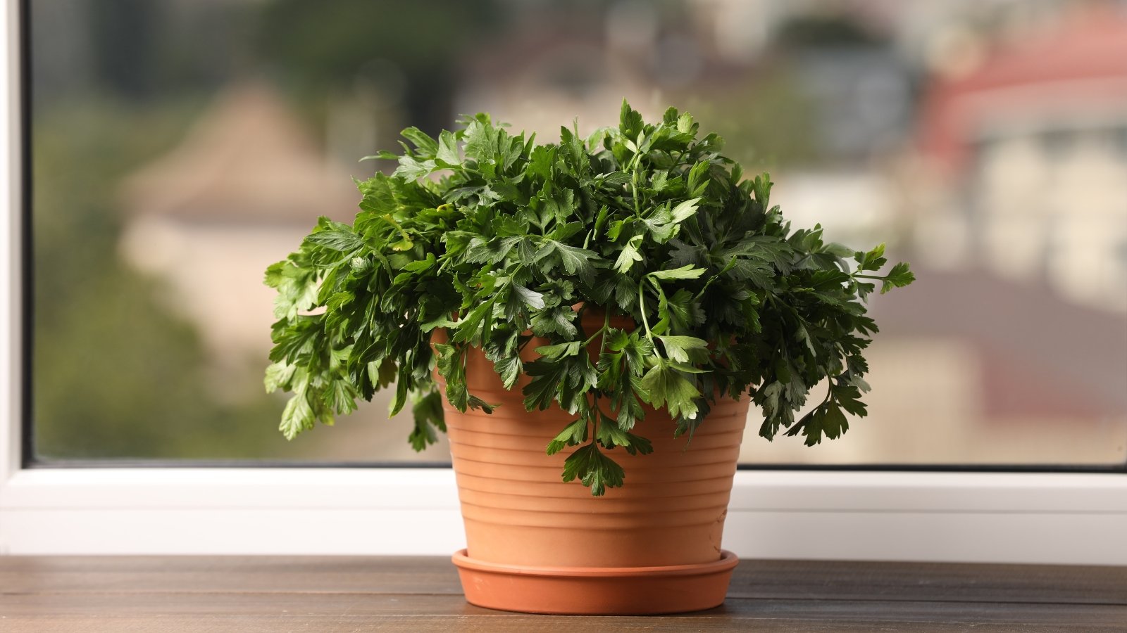 Deep green, curled, and finely textured leaves grow densely on bright green stems in a terracotta pot on a light windowsill.
