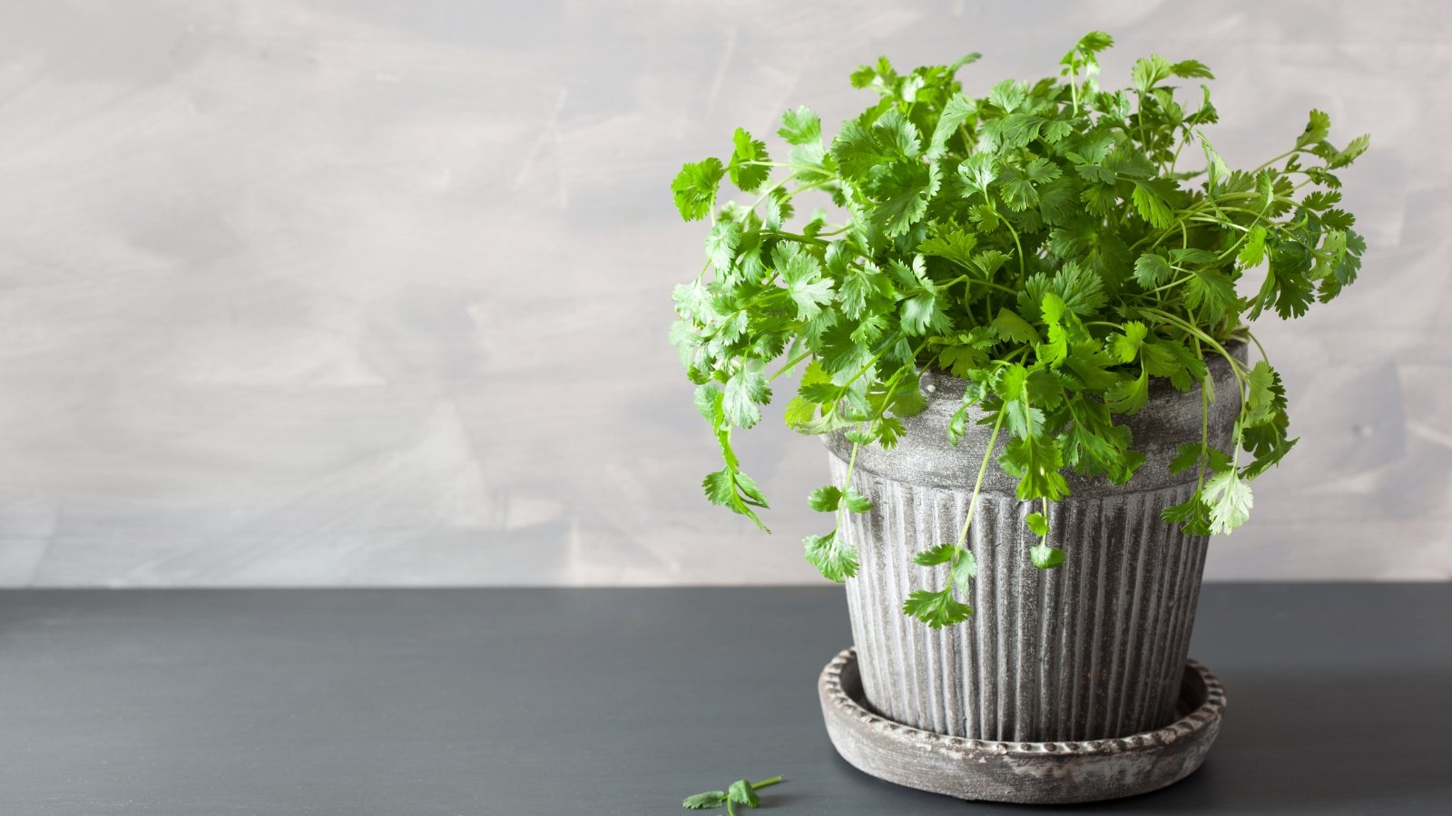 Lacy, feathery green leaves with a delicate texture and faint scent, sprawling over the pot.