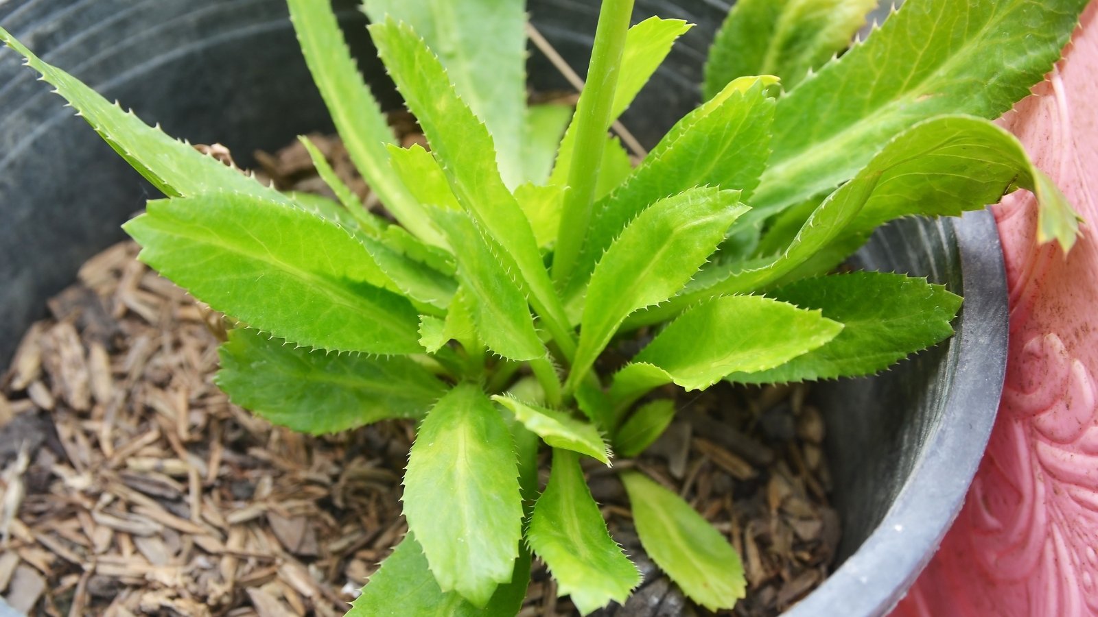 Long, slender, sharply serrated leaves with a slightly glossy surface form rosettes in a black plastic pot filled with mulched soil.