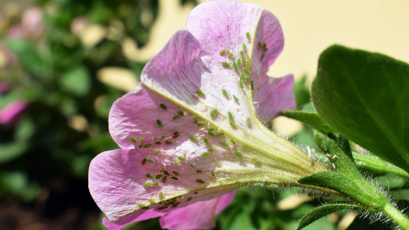 Green insects under the flower's petals, appearing a pale purple with light green base, attached to a deep and vivid green stem