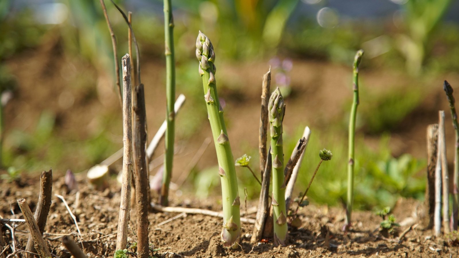 Tall, fern-like fronds adorn this plant, which yields tender green spears.