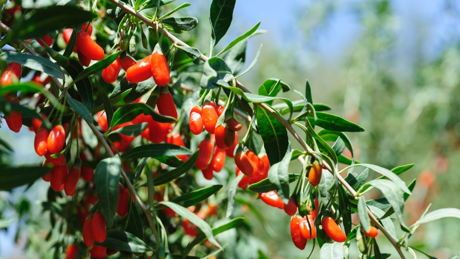 Bright orange goji berries hanging from a branch, with green foliage, in a bright environment.