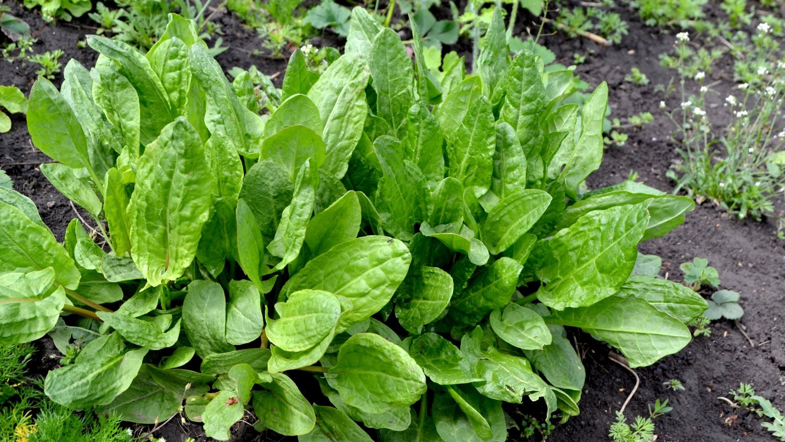 Sorrel plants with broad leaves flourishing in nutrient-rich, dark soil.