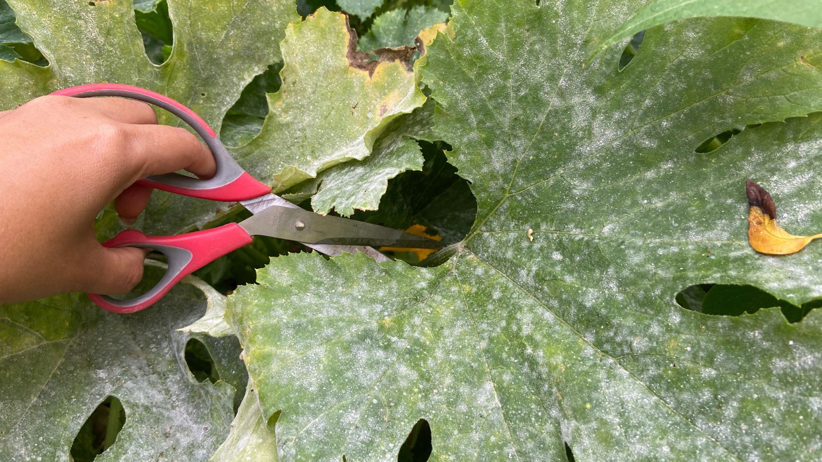 Someone using pair of scissors to cut off infected parts of plant, with white patches and yellow discoloration near the edges