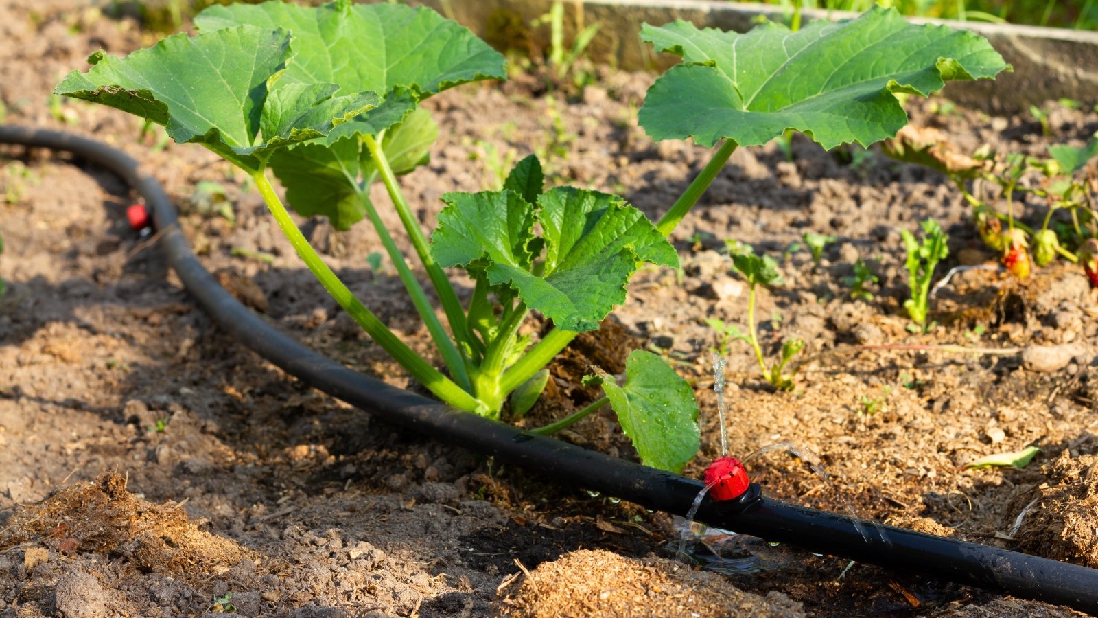 Close-up of a young zucchini plant possessing sprawling vines that are adorned with broad, serrated leaves in a bed with a black drip irrigation hose.