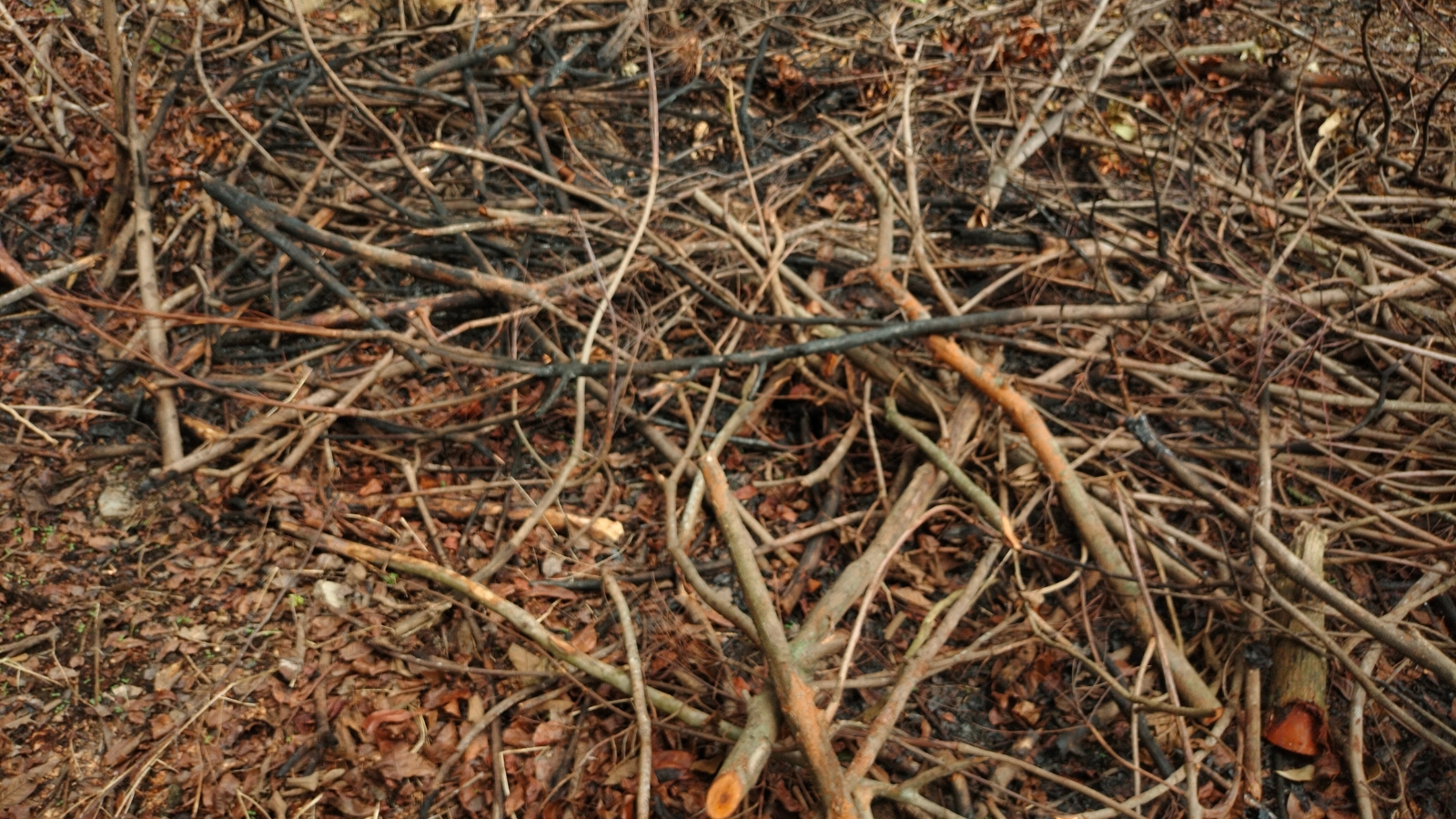 A chaotic pile of twigs and tree branches, varying in size and thickness, rests on the ground, showcasing a mix of textures and earthy tones.
