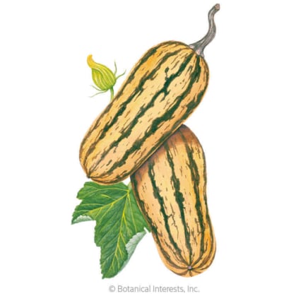 Honey Boat Winter Delicata Squash