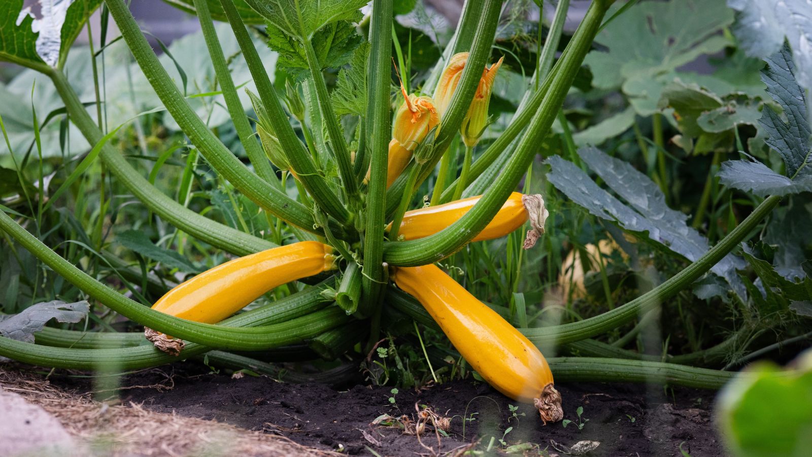 A close-up shot of an organic vegetable crop that is blossoming with yellow vegetables in an outdoor area.