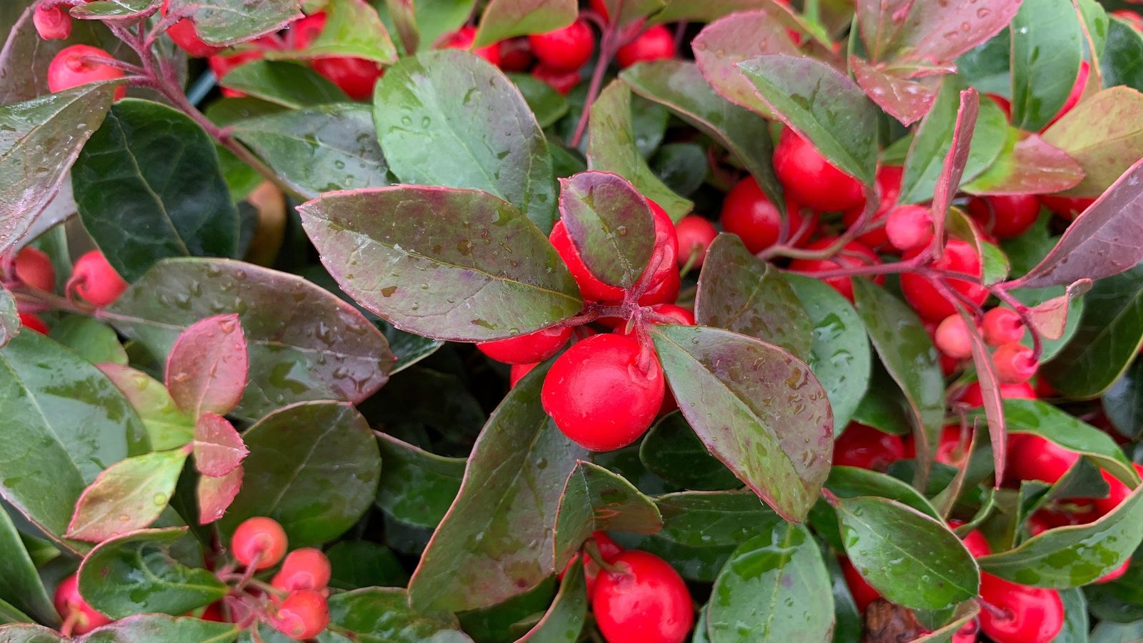 A close-up shot of the Wintergreen shrub that highlights its scarlet berries and bronze-red leaves with droplets of water in a well lit area outdoors