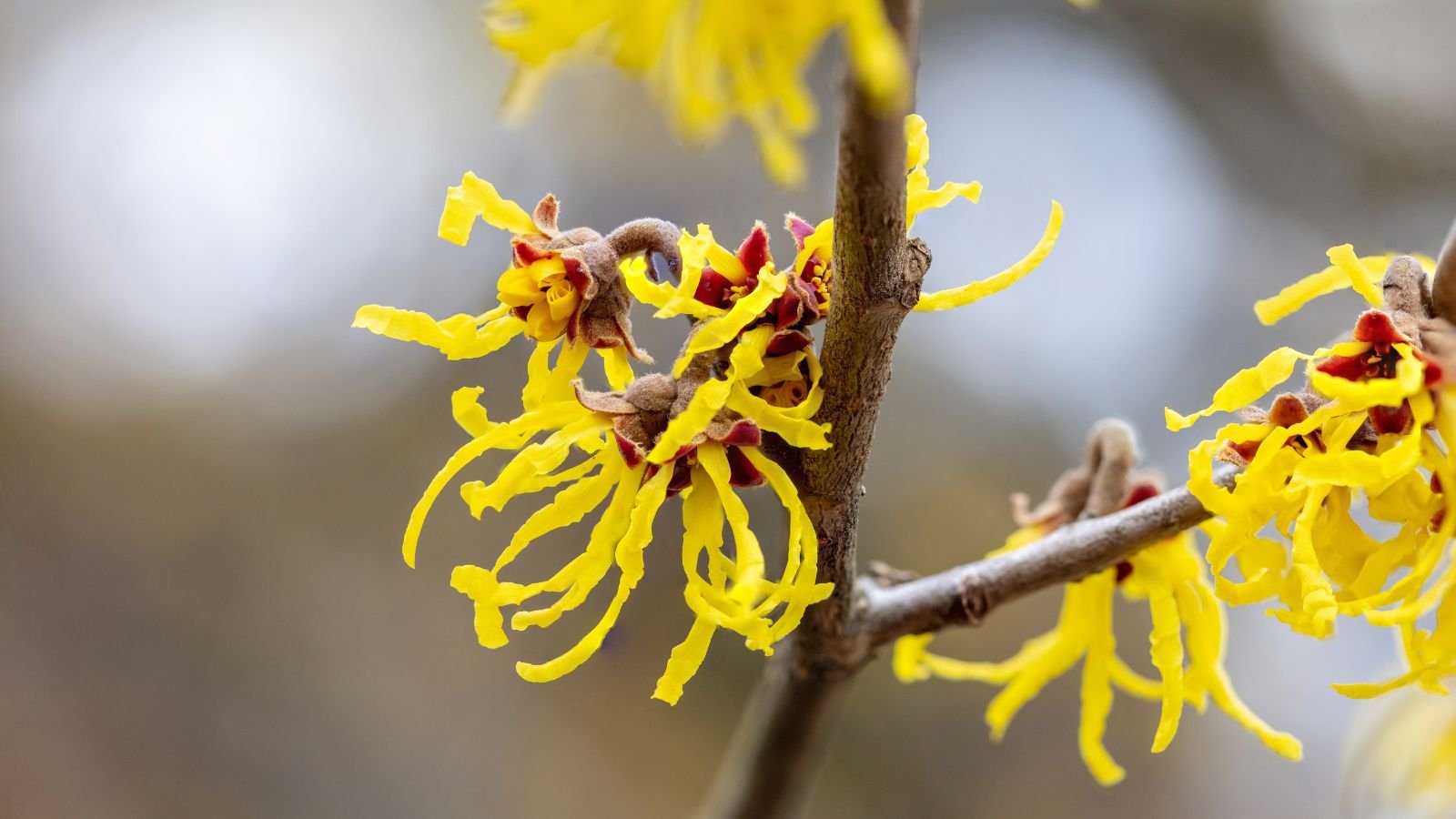 A focused shot of the Witch Hazel flower highlighting its fringed yellow blooms and bare stems during the winter in an area outdoors