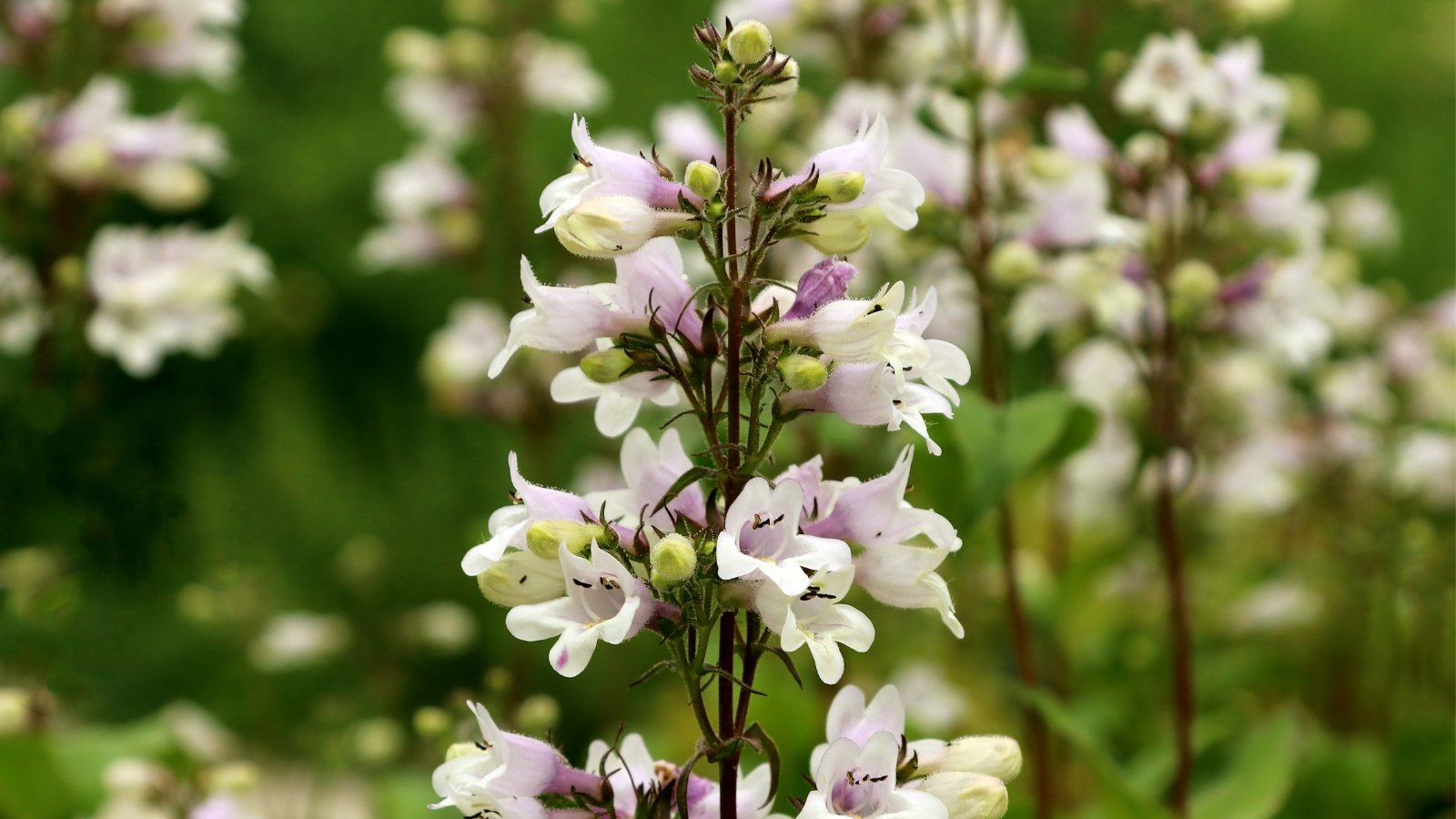 A foxglove beardtongue flower rises gracefully, boasting green leaves and delicate light purple blooms. In the background, a blur reveals a lush tapestry of these enchanting flowers, adding depth and allure to the botanical scene.