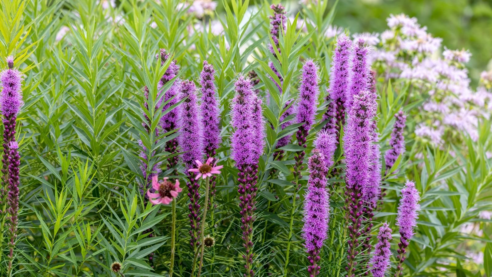 A focused shot of the Blazing Star Liatris flower that showcases its dense purple flowers on upright stems