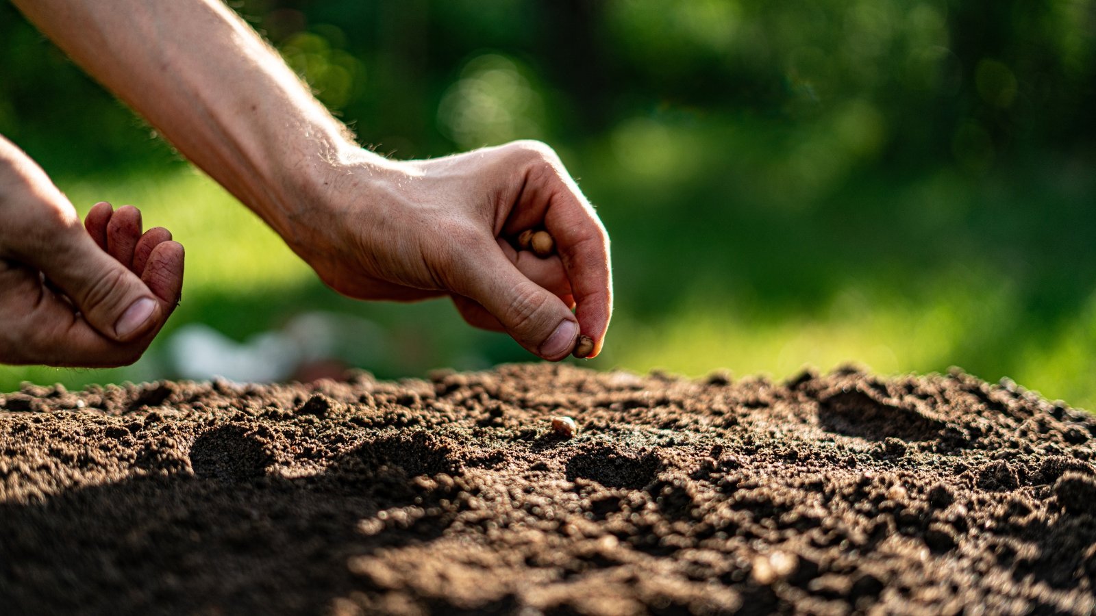 Close-up of hands delicately working the dark, fertile soil, creating small furrows for planting. The smooth texture of the soil contrasts with the roughness of the hands, which are gently cradling the earth, readying it for new seeds to be planted under the soft glow of sunlight.