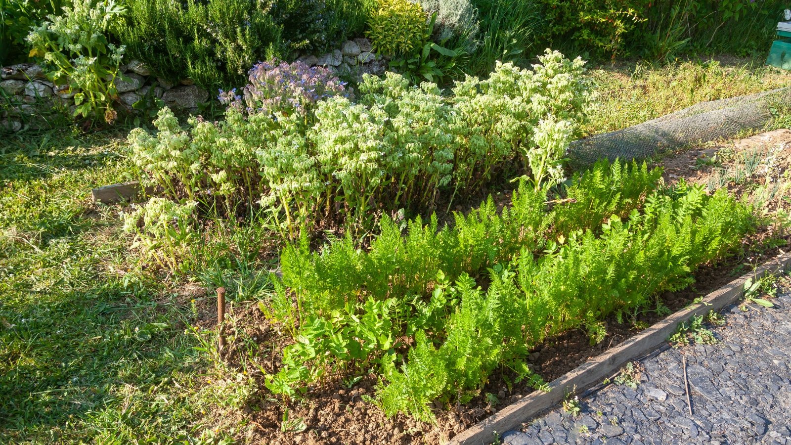 A vibrant garden brimming with a variety of leafy plants, each featuring distinct shades of green and varying textures. Some plants stand tall with feathery leaves, while others are more compact and bushy, growing in well-tilled soil under warm sunlight.