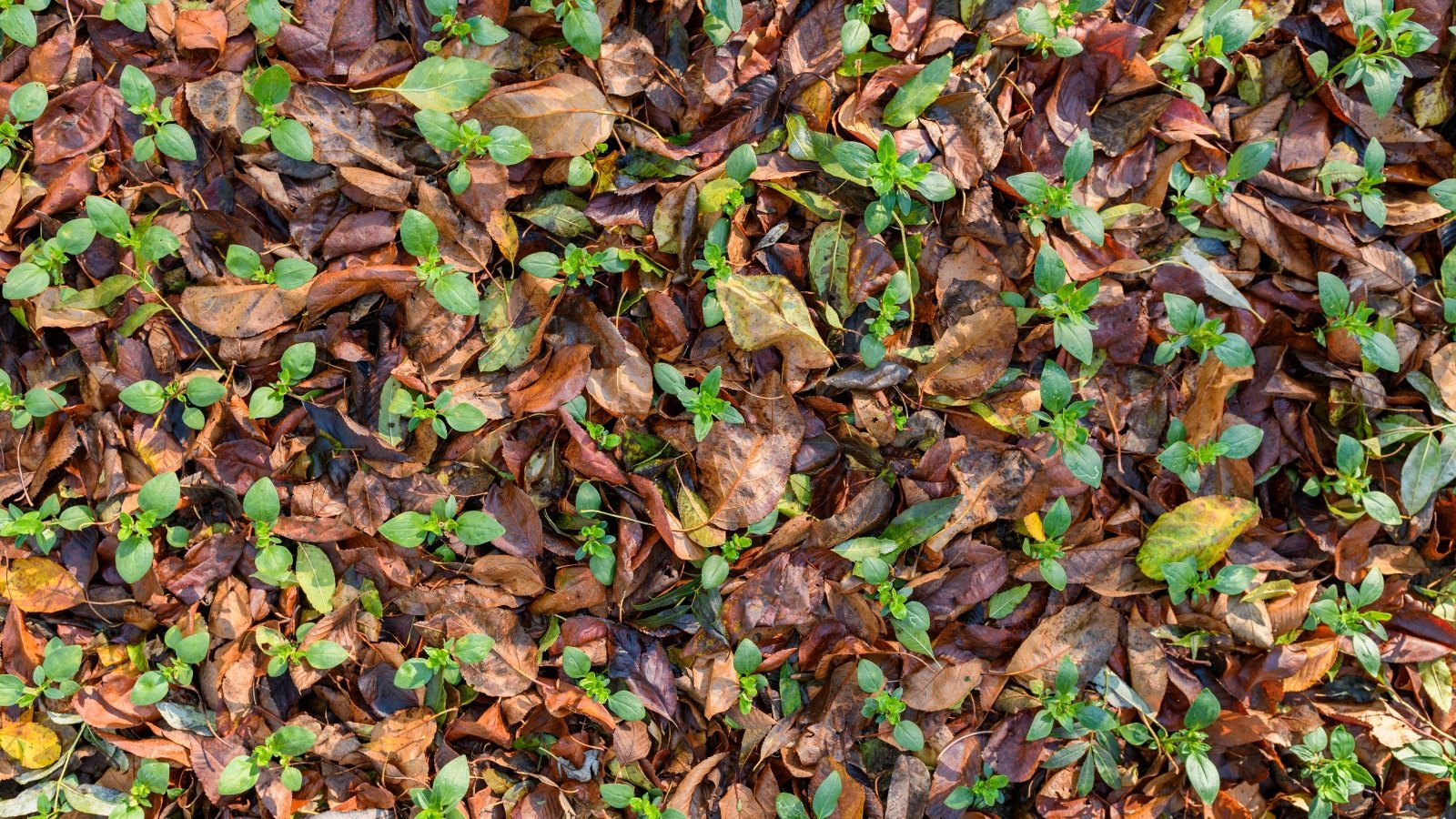 Small green shoots push through a layer of dried brown and orange leaves, signaling the beginning of new life. The forest floor is covered in fallen debris, but the fresh sprouts break through, creating a contrast between decay and renewal in this woodland setting.