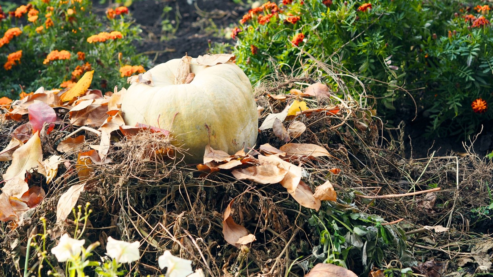 Close-up of a white pumpkin resting on a pile of dry leaves and branches, surrounded by blooming orange-red marigolds in a garden.
