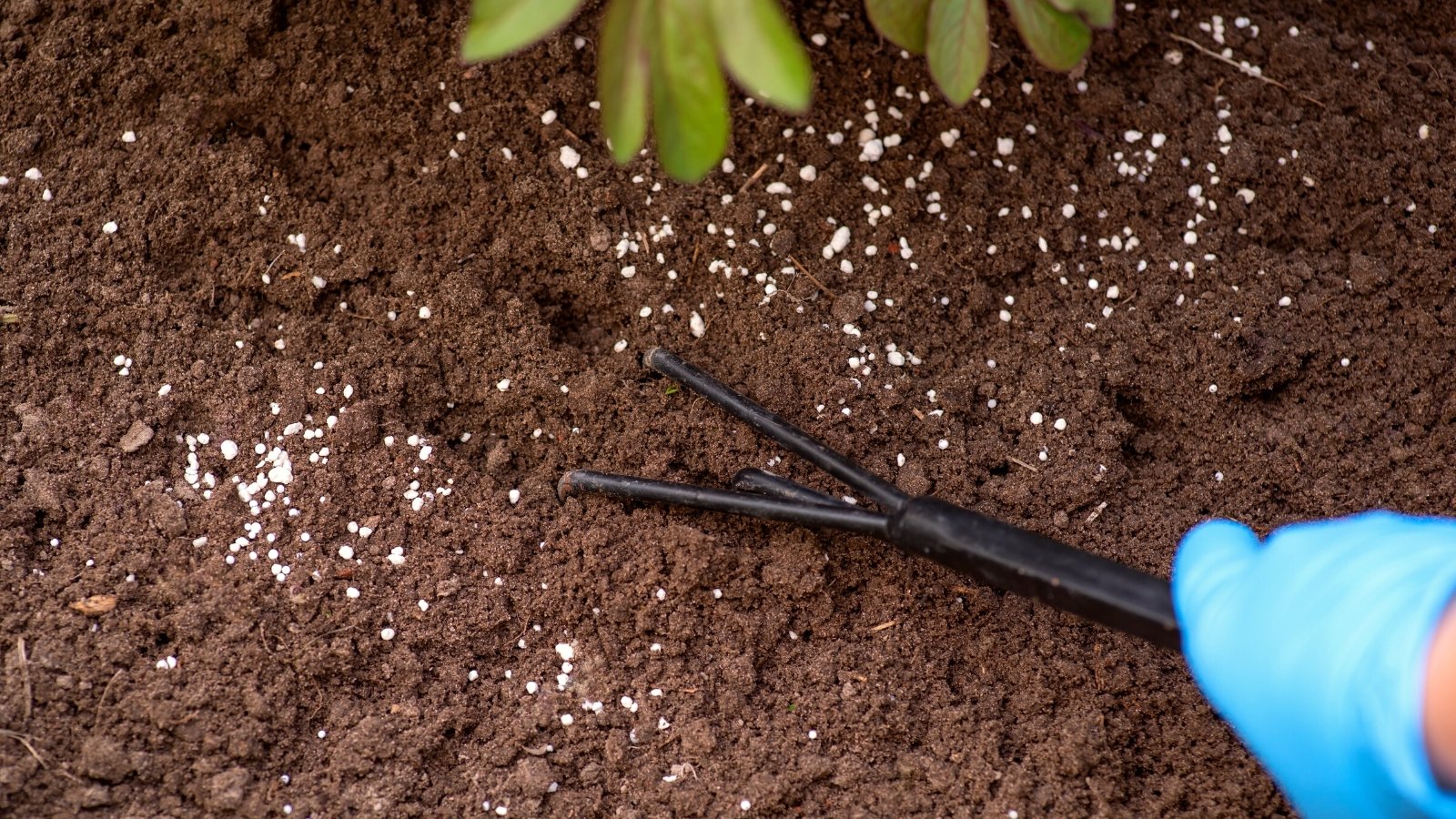 Close-up of a gardener in blue gloves mixing soil and fertilizer with a small garden rake in the garden. Granular fertilizers are round and white.