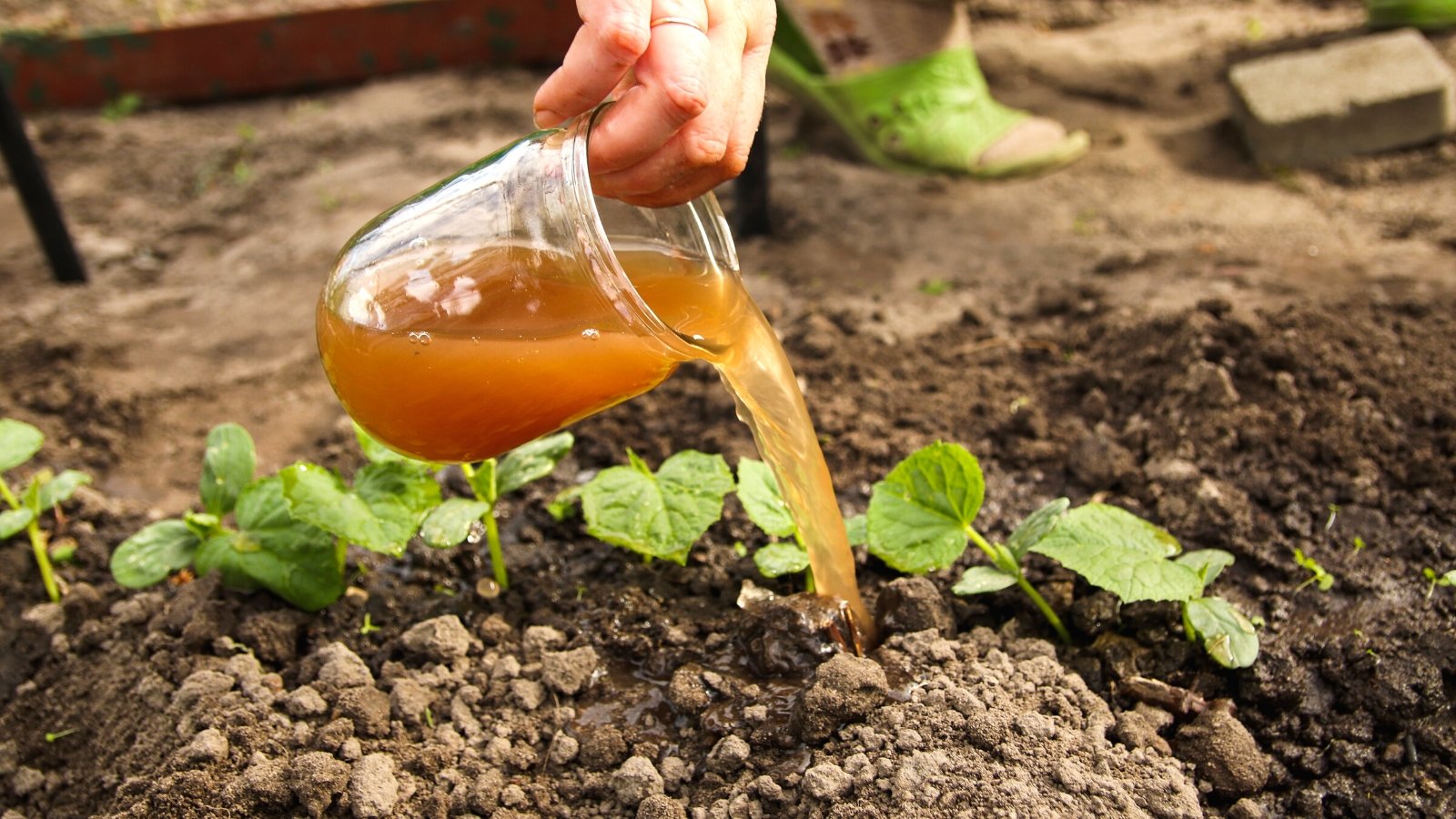 Close-up of a gardener pouring liquid fertilizer from a glass jar onto young cucumber seedlings in the garden. Liquid fertilizers are brownish-orange in color. The seedlings are young and consist of small heart-shaped leaves with finely serrated edges.