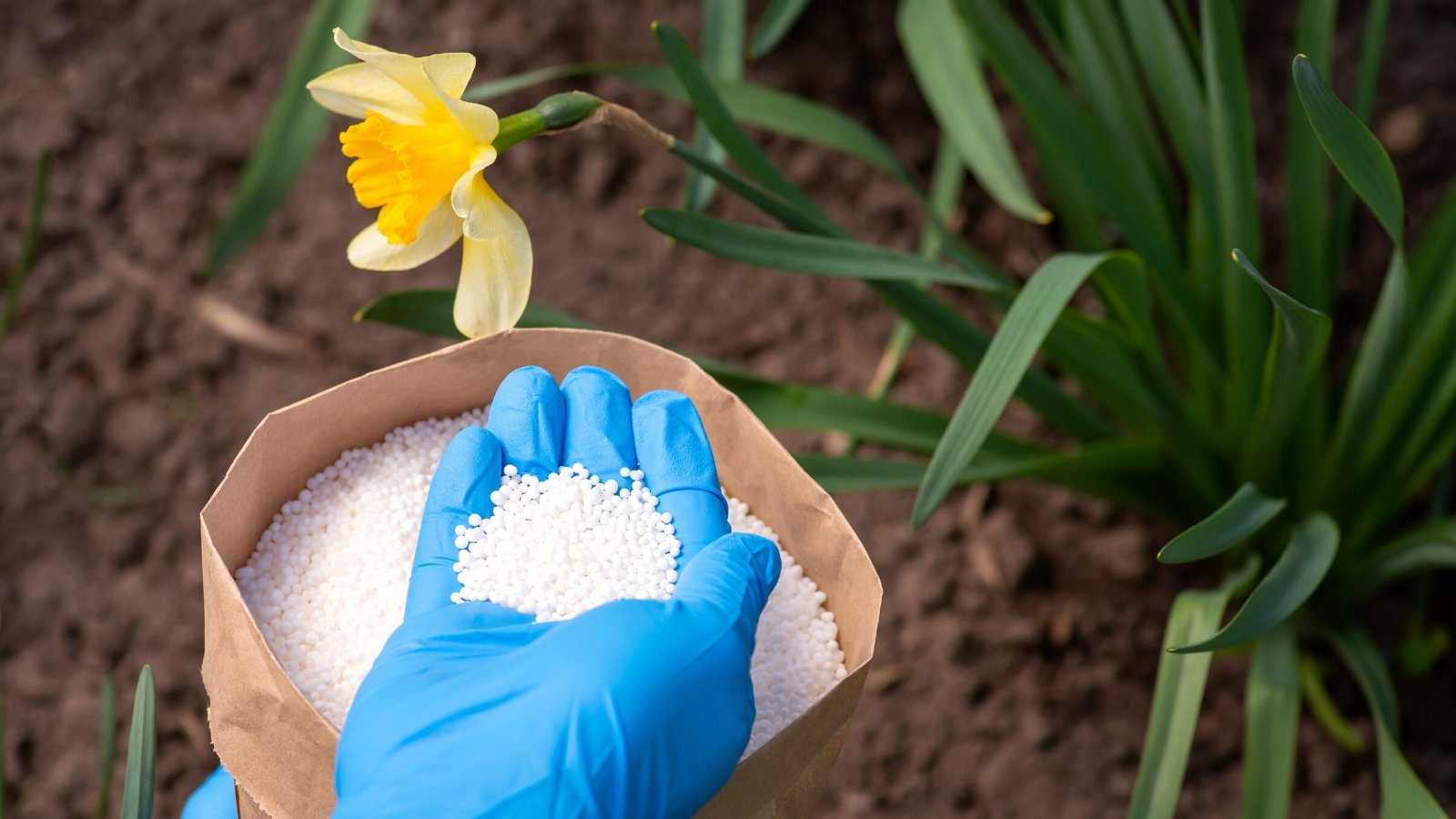 Close-up of a gardener's hands in blue gloves applying white granular fertilizer to a blooming daffodil in the garden. Narcissus are charming spring-blooming flowers known for their vibrant colors and distinctive trumpet-shaped corona surrounded by petals. The flower emerges from a slender, erect stem and comes in a yellow and orange color. The foliage consists of narrow, strap-like leaves arranged in tufts at the base of the stems.