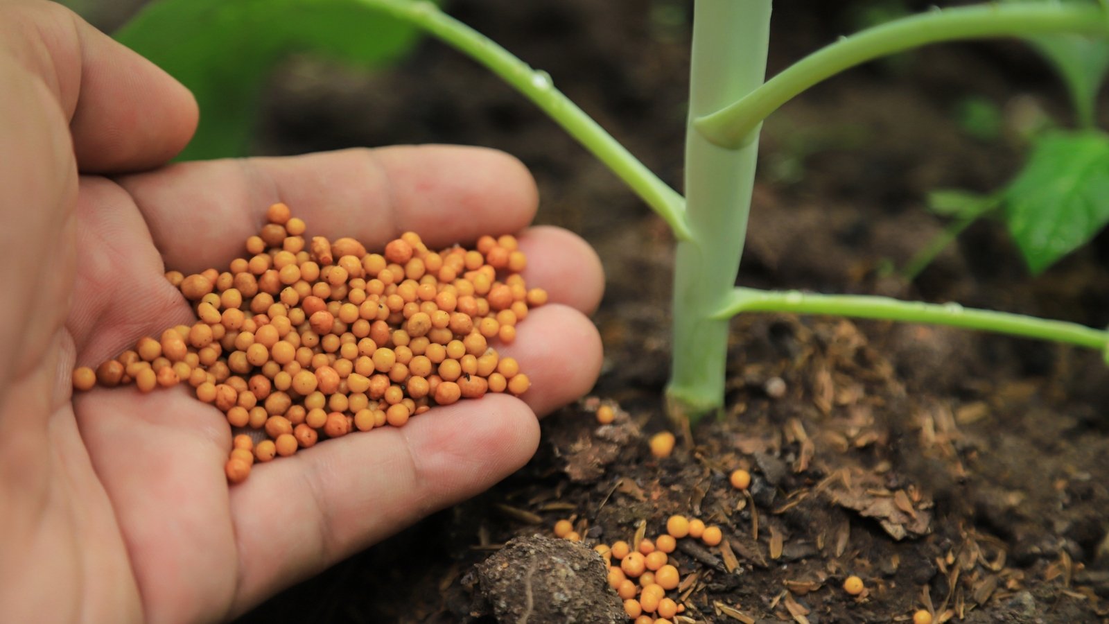 A hand, up close, holds brown organic fertilizer granules, ready to nourish the soil. As the granules release their nutrients, a thriving plant eagerly awaits, poised to benefit from the rich organic nourishment bestowed upon it.