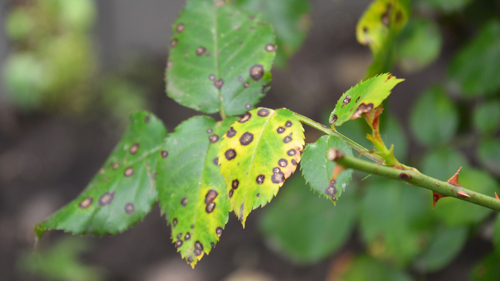 A shot of flower leaves that are infected with a fungal disease that causes black spots that is situated in a well lit area outdoors