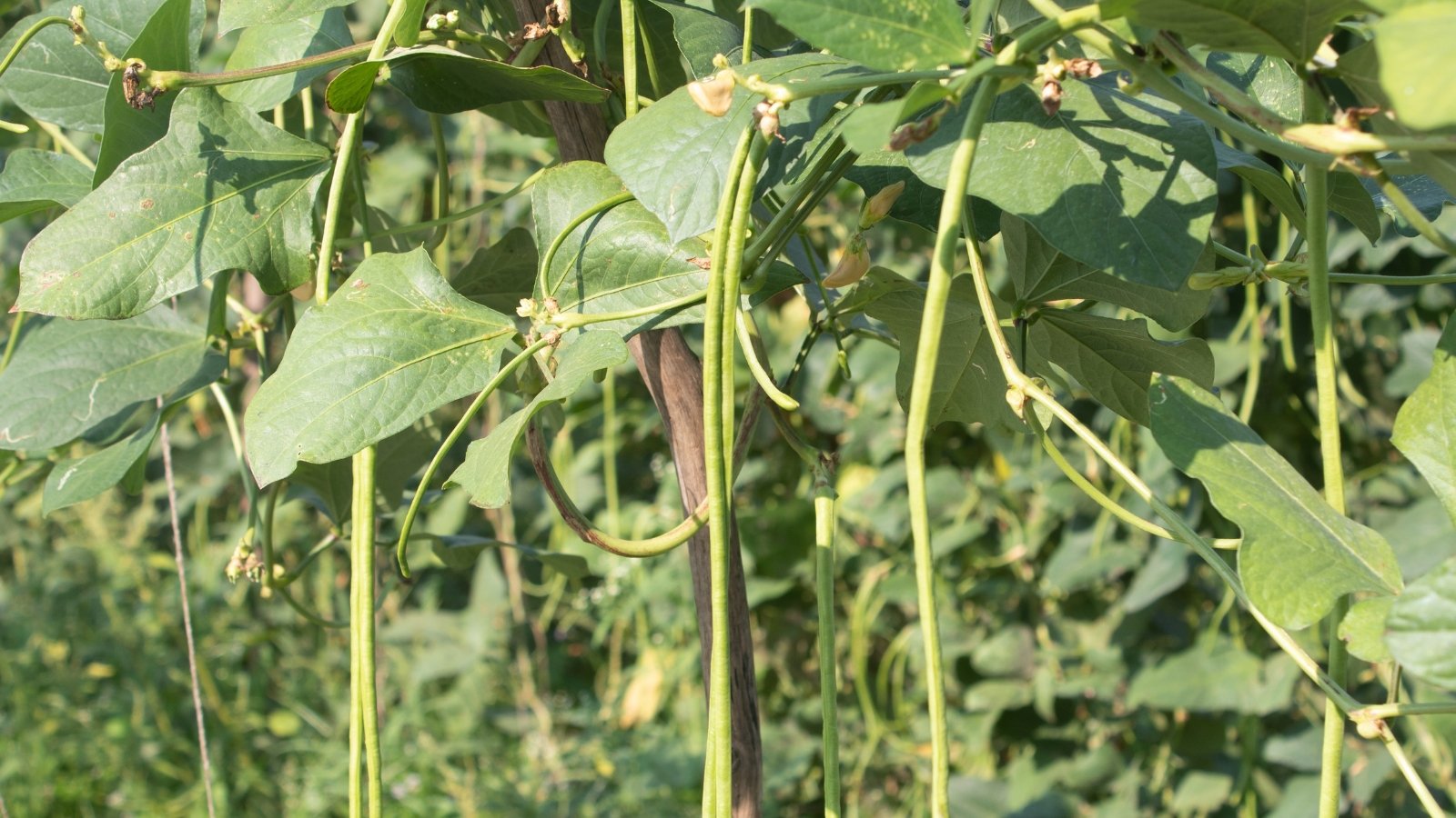 Slender green pods hang from tall, upright plants with broad, heart-shaped leaves that have a slightly rough texture.
