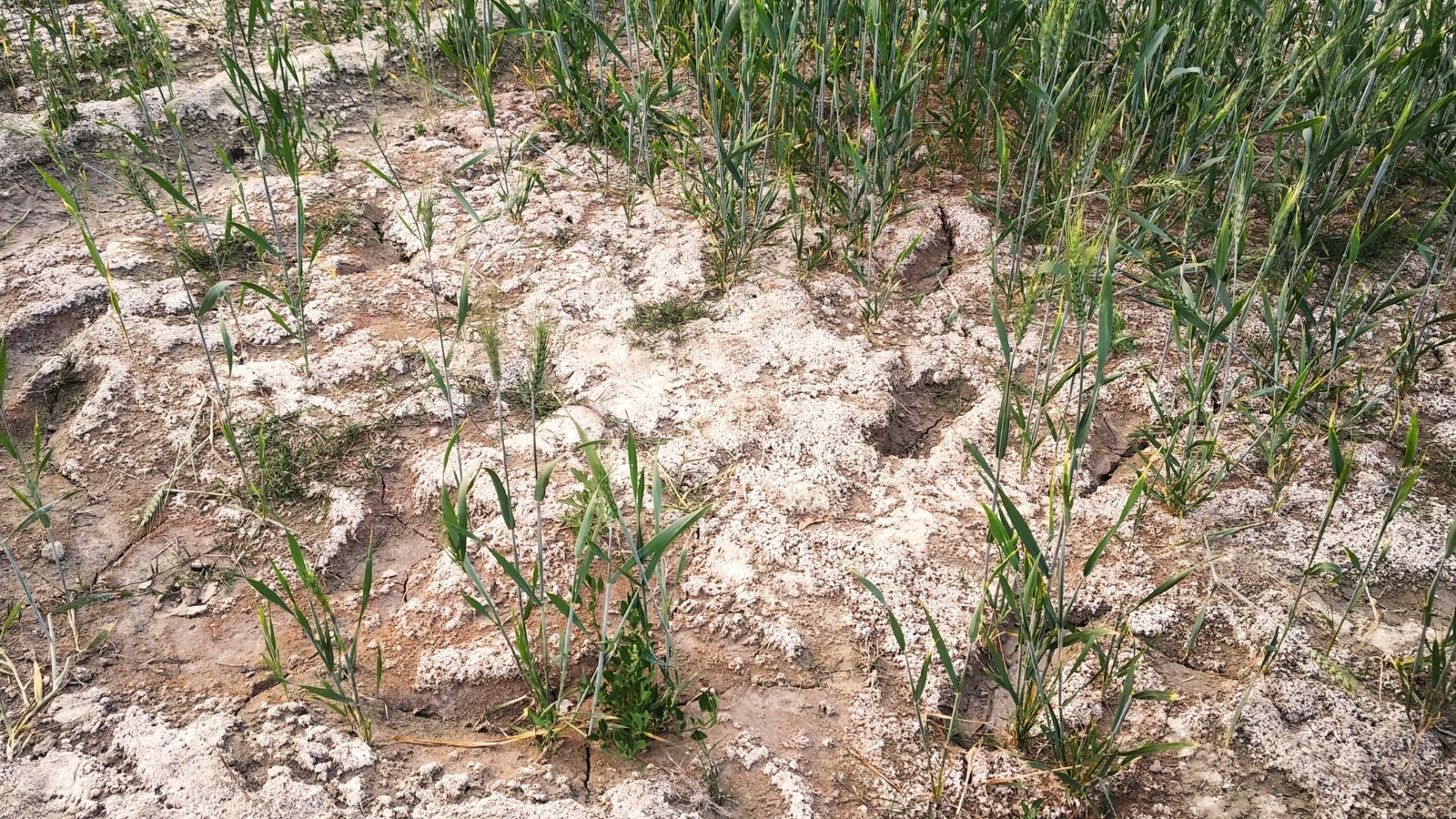 Close-up of a wheat field with soil exhibiting white salt deposits.
