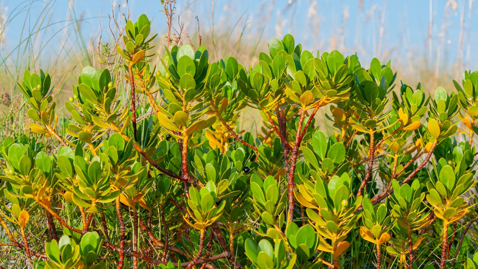 The inkberry shrub is characterized by its dense, glossy green, oval-shaped leaves with smooth edges, featuring yellowish lower leaves on red stems.