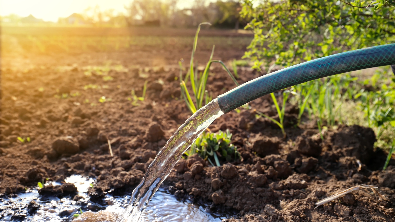 Close-up of a fast stream of water pouring from a green hose onto a sunny garden bed.
