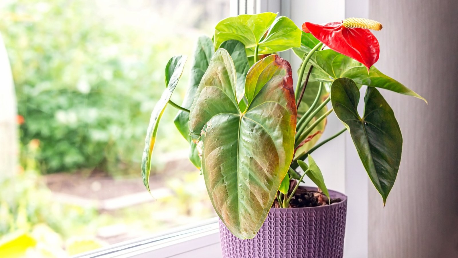 A potted Anthurium plant displays glossy, heart-shaped green leaves and a vibrant red spathe flower with a yellow spadix, while leaves affected by Anthracnose show brown, dead spots along the edges, with a yellow halo.