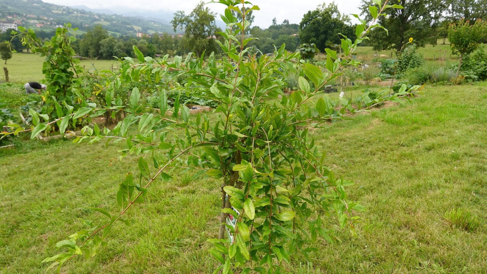 A young tree has slender, arching branches with glossy, elongated green leaves that taper to a point.
