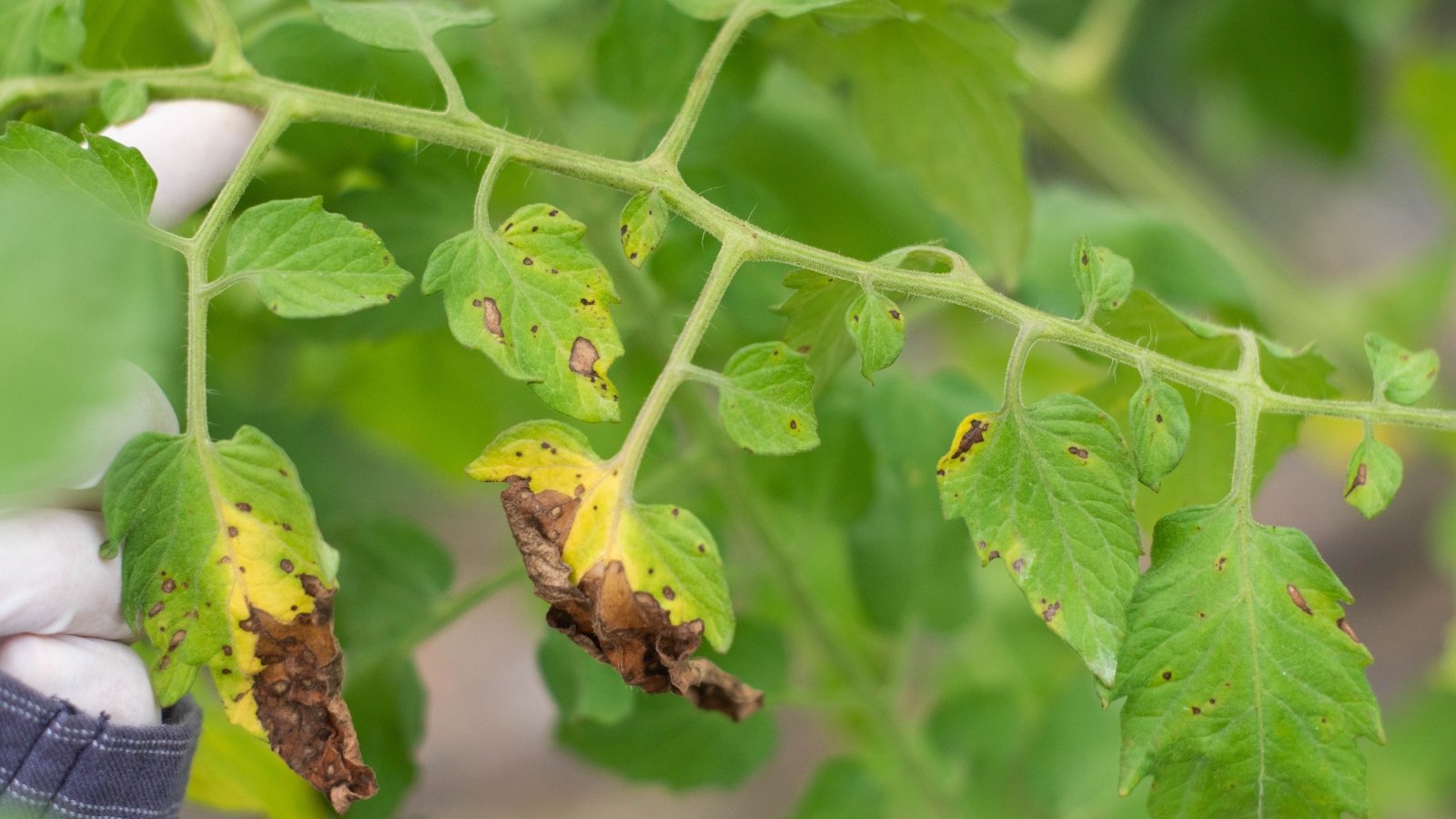 Close-up of tomato plant's leaves affected by Early/Late Blight, displaying dark, irregular spots with concentric rings, leading to yellowing and dying foliage.