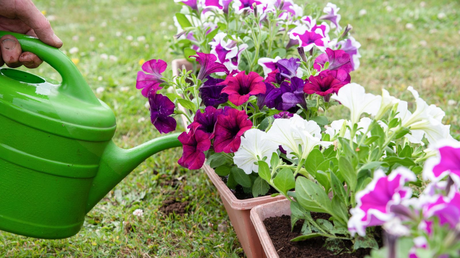 Someone using a green watering can to water flowers in containers, having various colors ranging from deep pinks, purples to pure white