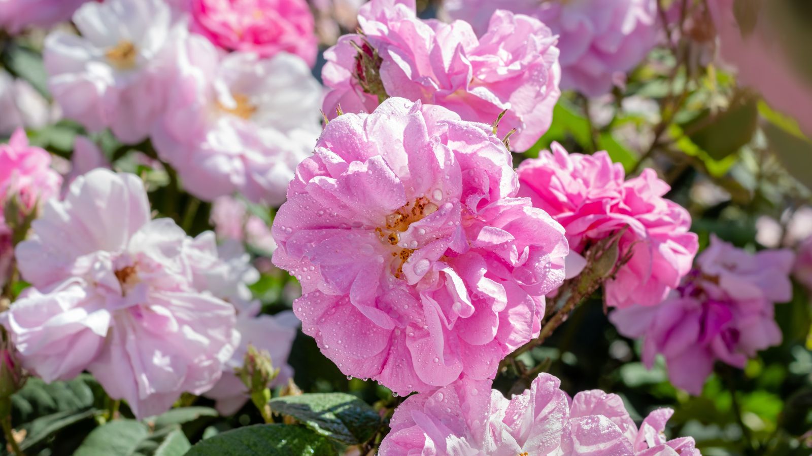 The proper strategy to Plant, Develop, and Care For Autumn Damask Roses