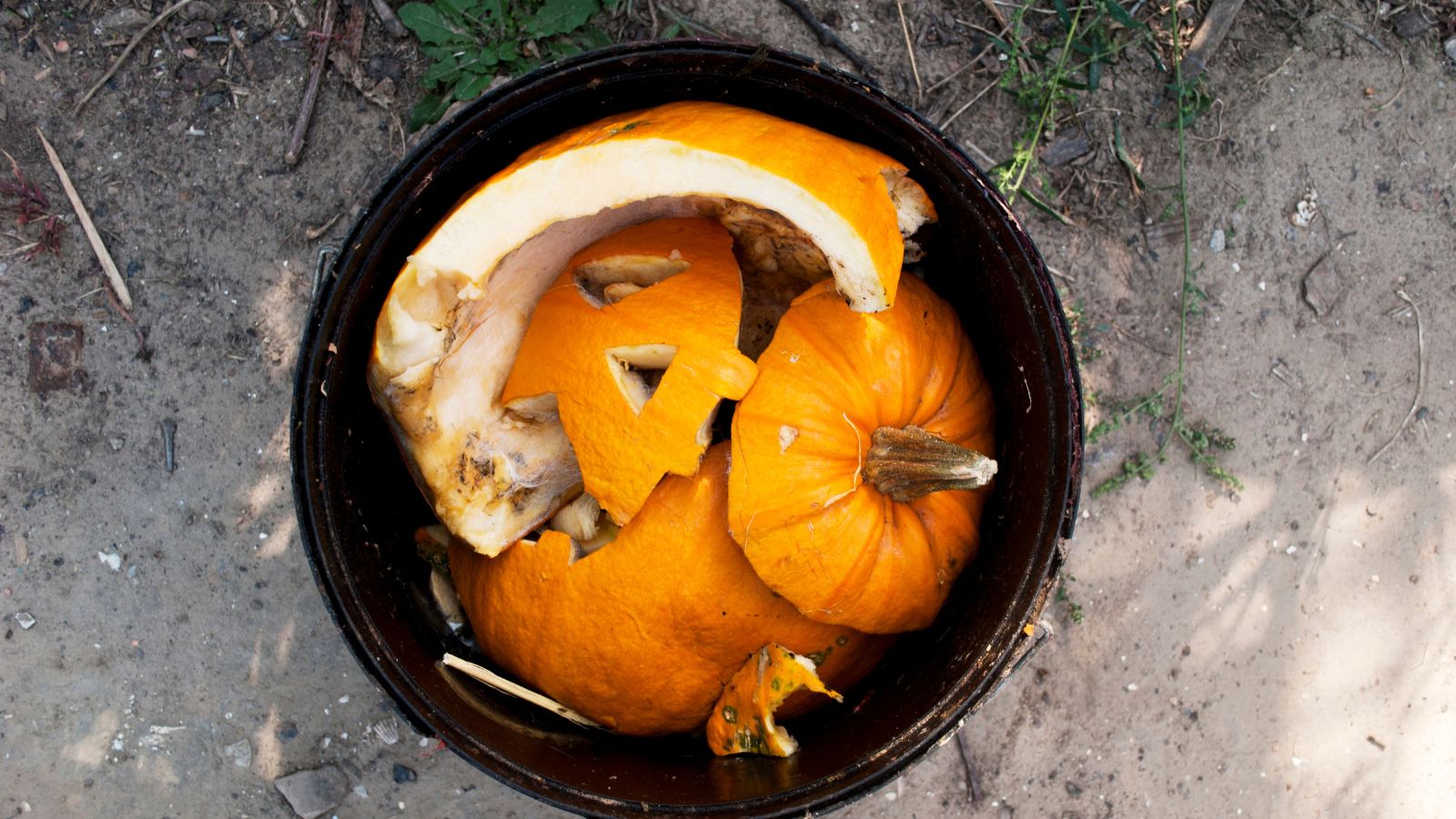 How one can Compost Your Halloween Pumpkins