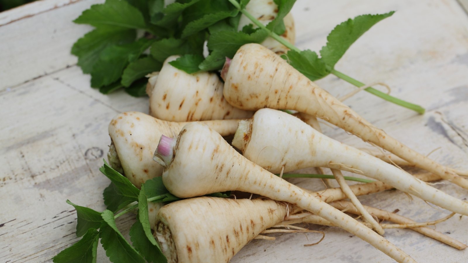 The easiest way to Overwinter Parsnips in 5 Straightforward Steps