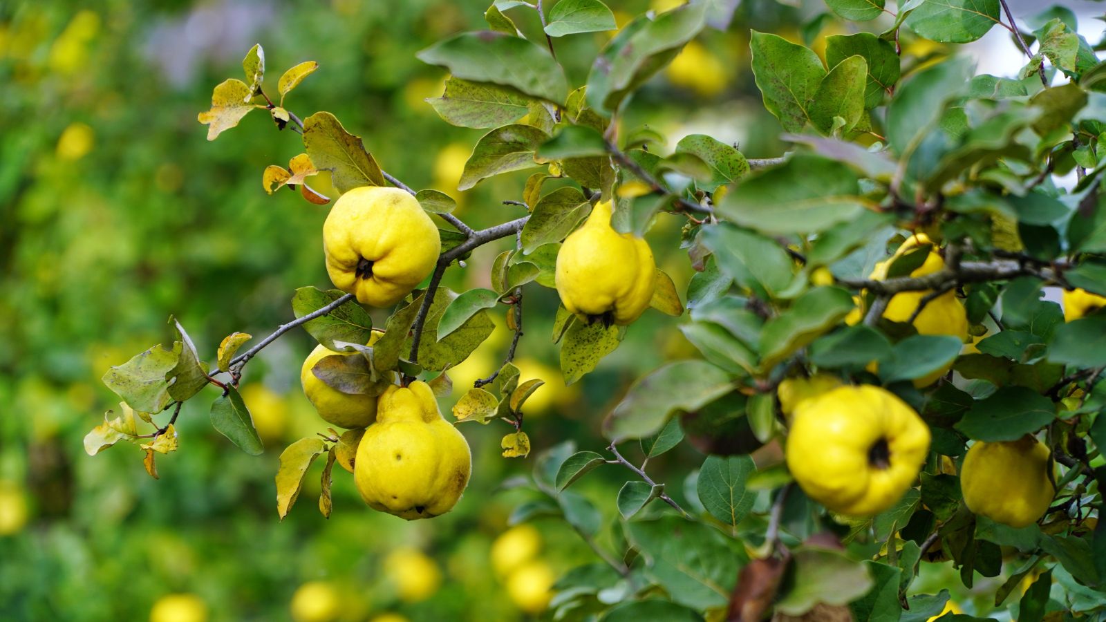 A shot of a tree bearing yellow pear-shaped fruits with the same fruit trees in the background in a well lit area outdoors