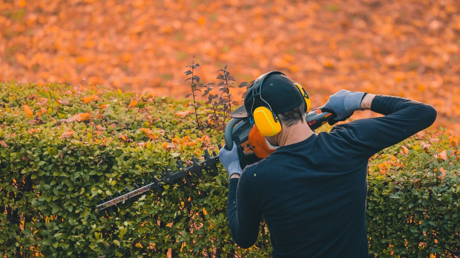 A gardener dressed in protective headphones works attentively, surrounded by lush orange-colored plants, focused on maintaining the uniform shape of the green foliage.