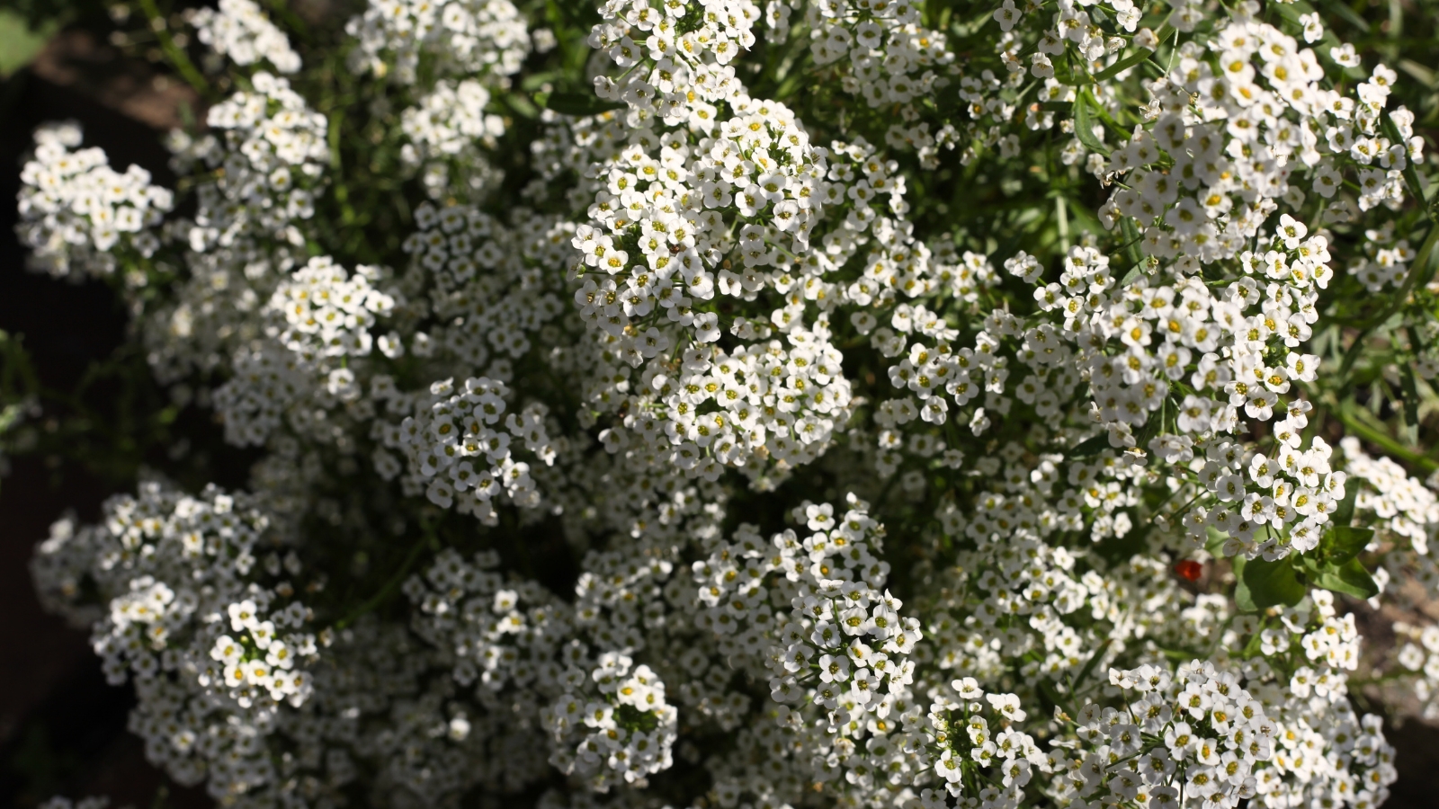 White Alyssum is characterized by its delicate clusters of tiny, four-petaled flowers that form dense mats, creating a soft, cloud-like appearance against its small, oval-shaped leaves.